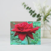 美しい赤いバラ ポストカード (スタンド正面)