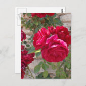美しい赤いバラ ポストカード (正面/裏面)