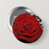 美しい赤いバラ 缶バッジ (正面&裏面)