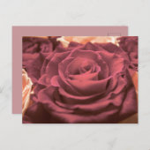 美しい赤いピンクのバラの花フォトロマンチックなre ポストカード (正面/裏面)