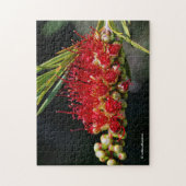 美しい赤いボトルブラシの花 ジグソーパズル (縦)