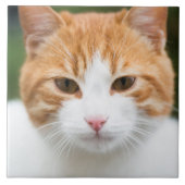 美しい赤い猫 タイル (正面)