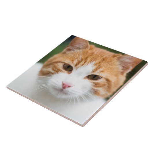 美しい赤い猫 タイル (側面)