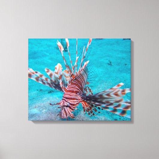 美しい赤い獅子魚 キャンバスプリント (正面)