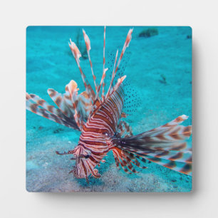 美しい赤い獅子魚 フォトプラーク