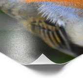 美しい赤い胸 フォトプリント (角)