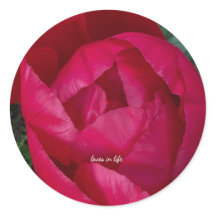 美しい赤い芍薬の花