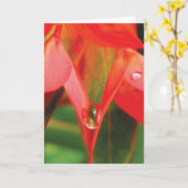 美しい赤い花に露の滴　官能的な自然 カード (黄色い花)
