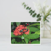 美しい赤い蝶 ポストカード (スタンド正面)