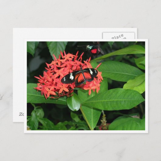 美しい赤い蝶 ポストカード (正面/裏面)