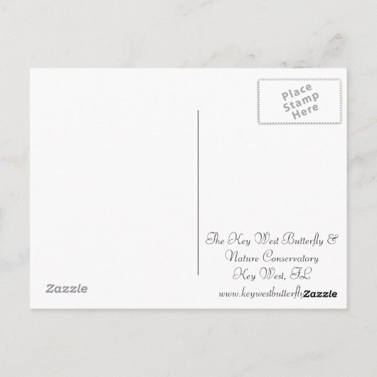 美しい赤い蝶 ポストカード (裏面)