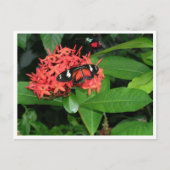 美しい赤い蝶 ポストカード (正面)