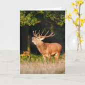 美しい赤い鹿のタグのグリーティングカード カード (黄色い花)