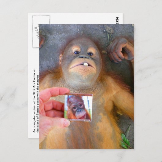 美しい赤ちゃんザズルファン ポストカード (正面/裏面)