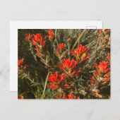 美しい赤インディアン絵を描ブラシ野花 ポストカード (正面/裏面)