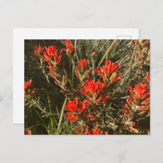 美しい赤インディアン絵を描ブラシ野花 ポストカード (正面/裏面)