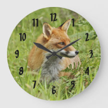 美しい赤キツネ