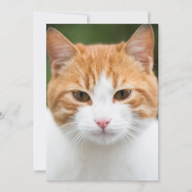 美しい赤猫 (正面)