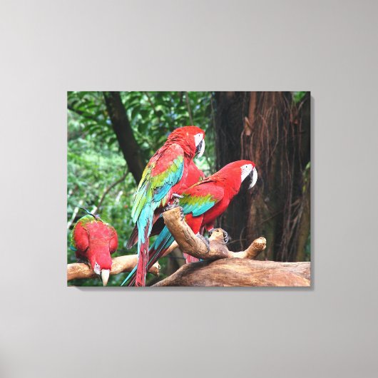 美しい赤、緑、青の3つのオウム。 キャンバスプリント (正面)
