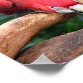 美しい赤、緑、青の3つのオウム ポスター (角)