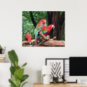 美しい赤、緑、青の3つのオウム ポスター (ホームオフィス)