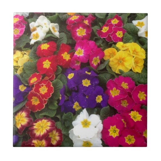 美しい輝くプリムラの花 タイル (正面)