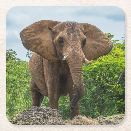 美しい遊象が草の中 スクエアペーパーコースター (正面)