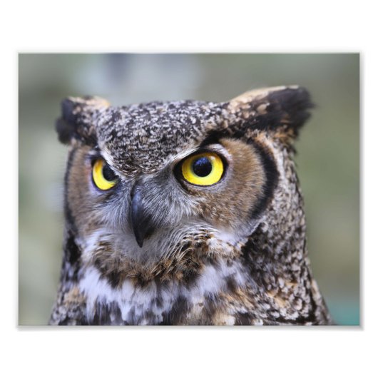 美しい野外野生生物の風景フォトプリント フォトプリント            (正面)