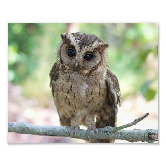 美しい野外野生生物の風景フォトプリント フォトプリント            (正面)