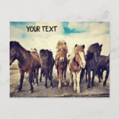 美しい野生馬 ポストカード (正面)