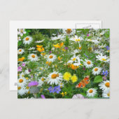 美しい野花と蝶の草原 ポストカード (正面/裏面)