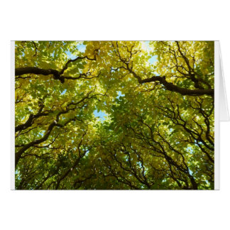 美しい金木カード