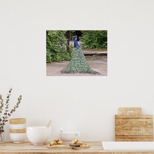 美しい雄孔雀 ポスター (キッチン)