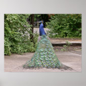 美しい雄孔雀 ポスター (正面)