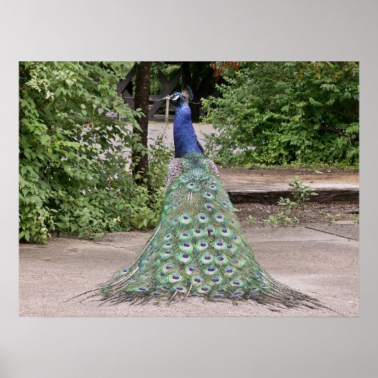 美しい雄孔雀 ポスター (正面)