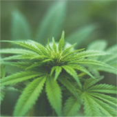 美しい雑草 シール (正面)