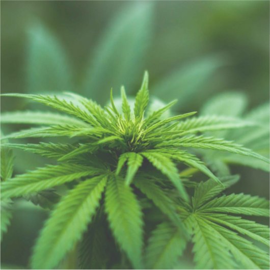 美しい雑草 シール (正面)