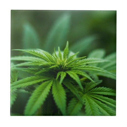 美しい雑草 タイル (正面)