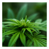 美しい雑草 ポスター (正面)