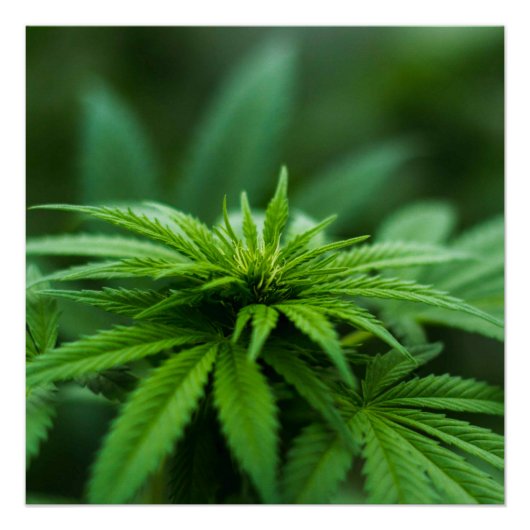 美しい雑草 ポスター (正面)