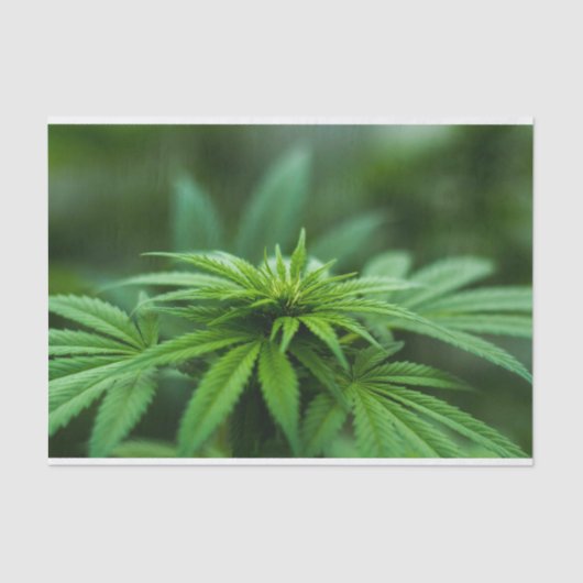 美しい雑草 薄葉紙 (正面)