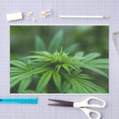 美しい雑草 薄葉紙 (クラフト)