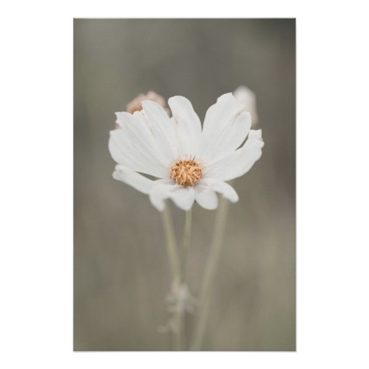 美しい雪の白い花の花びらフローラ ポスター (正面)