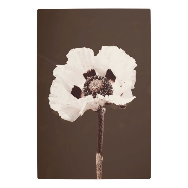 美しい雪の白モンタナワイルドフラワー メタルプリント (正面)