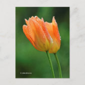 美しい露のキスを受けたパステルオレンジチューリップ ポストカード (正面)