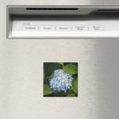 美しい青あじさいフローラ写真 マグネット (インサイチュ (食洗機))