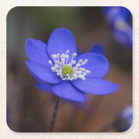 美しい青いウマノスズクサ科の花 スクエアペーパーコースター (正面)