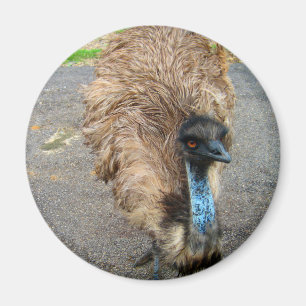 美しい青いエミューの鳥の写真 マグネット