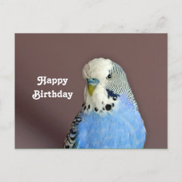 美しい青いセキセイインコの写真の誕生日ポストカード ポストカード