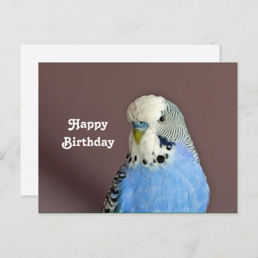 美しい青いセキセイインコの写真の誕生日ポストカード ポストカード (正面/裏面)